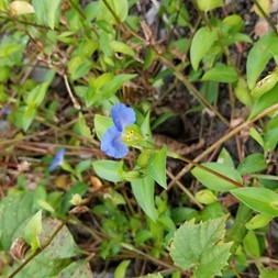 Commelinaceae (spiderwort family)