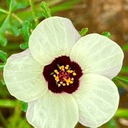 Hibiscus trionum (Venice rosemallow)