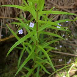 Veronica scutellata (marsh speedwell)