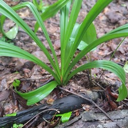 Veratrum hybridum (slender bunchflower)