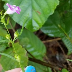 Agalinis paupercula (small-flower false foxglove)