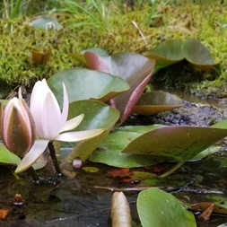 Nymphaea odorata (fragrant waterlily)