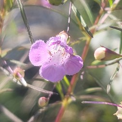 Agalinis tenuifolia (slender false foxglove)