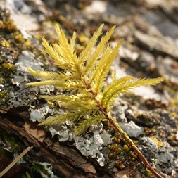 Climacium dendroides (common tree moss)