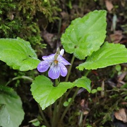Viola selkirkii (greatspur violet)