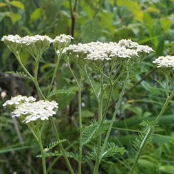 Achillea millefolium (yarrow)