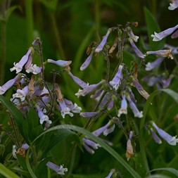 Penstemon hirsutus (hairy beardtongue)