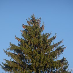 Picea abies (Norway spruce)