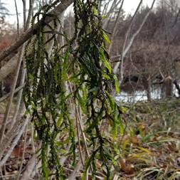 Fontinalis antipyretica (common water-moss)