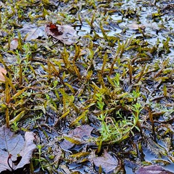Fontinalis (fountain moss)