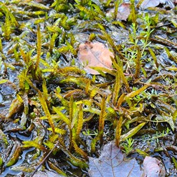 Fontinalis antipyretica (common water-moss)