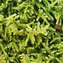 Hypnum imponens (brocade moss)