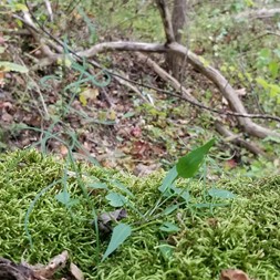 Campanula rotundifolia (harebell)