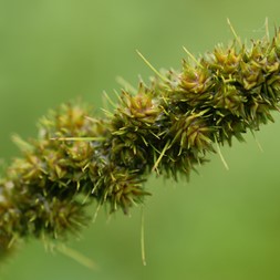 Carex vulpinoidea (fox sedge)