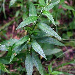 Persicaria hydropiper (water-pepper smartweed)