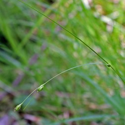 Carex trisperma (three-seeded sedge)