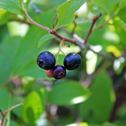 Gaylussacia baccata (black huckleberry)