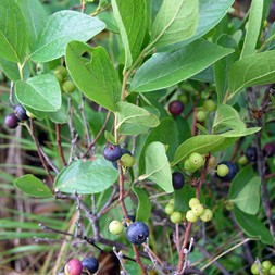 Gaylussacia (huckleberry)