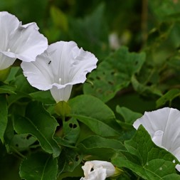 Calystegia (false bindweed)