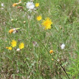Sonchus arvensis (field sowthistle)