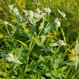 Pycnanthemum incanum (hoary mountainmint)