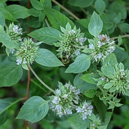 Pycnanthemum incanum (hoary mountainmint)