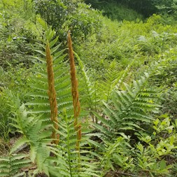 Osmundastrum (cinnamon fern)