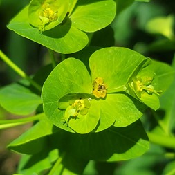 Euphorbia purpurea (purple spurge)