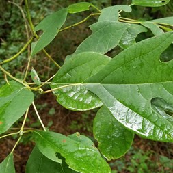 Sassafras albidum (sassafras)