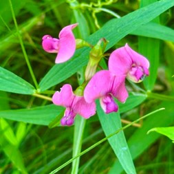 Lathyrus sylvestris (perennial pea)