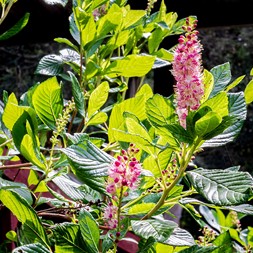 Clethra alnifolia (coastal sweet-pepperbush)