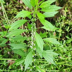 Leonurus (motherwort)
