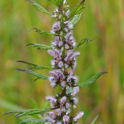 Leonurus cardiaca (motherwort)