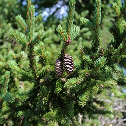 Picea rubens (red spruce)