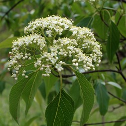 Viburnum lentago (nannyberry)