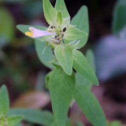 Melampyrum (cow-wheat)
