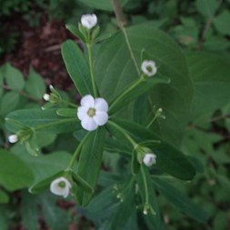 Euphorbia corollata (flowering spurge)