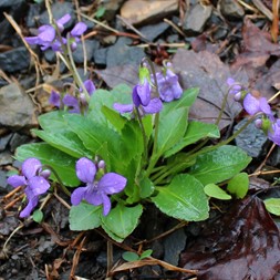 Viola sagittata (arrowleaf violet)