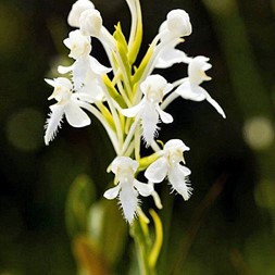Platanthera blephariglottis (white fringed orchid)