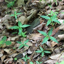 Galium lanceolatum (wild licorice)