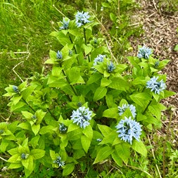 Amsonia (bluestar)