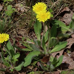 Pilosella officinarum (mouse-ear hawkweed)