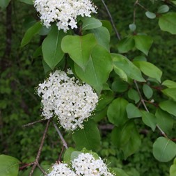 Viburnum prunifolium (blackhaw)