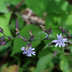 Lactuca floridana (woodland lettuce)