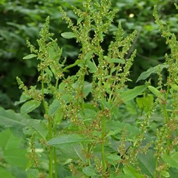 Rumex (dock)