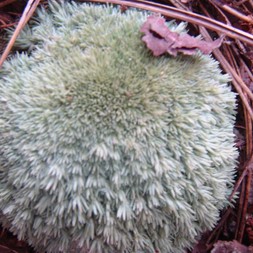Leucobryum (cushion moss)