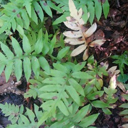 Woodwardia (chain fern)