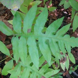 Woodwardia areolata (netted chain fern)