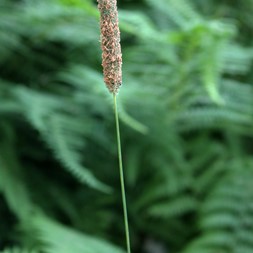 Phleum pratense (common Timothy grass)