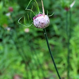 Allium vineale (wild garlic)